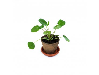 Pilea peprincova Pilea peperomioides baby e shop Coasy 1