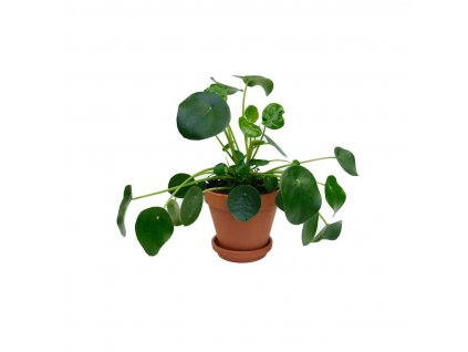 pilea-peperomioides