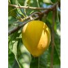Lucuma-Pulver Bio (Gewicht 250 g)