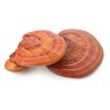 Reishi-Pulver Bio (Gewicht 250 g)