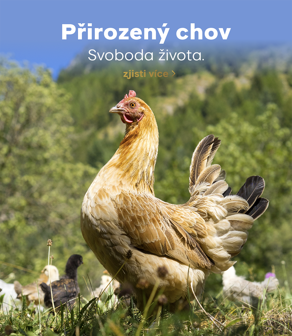 proč CocoKarl