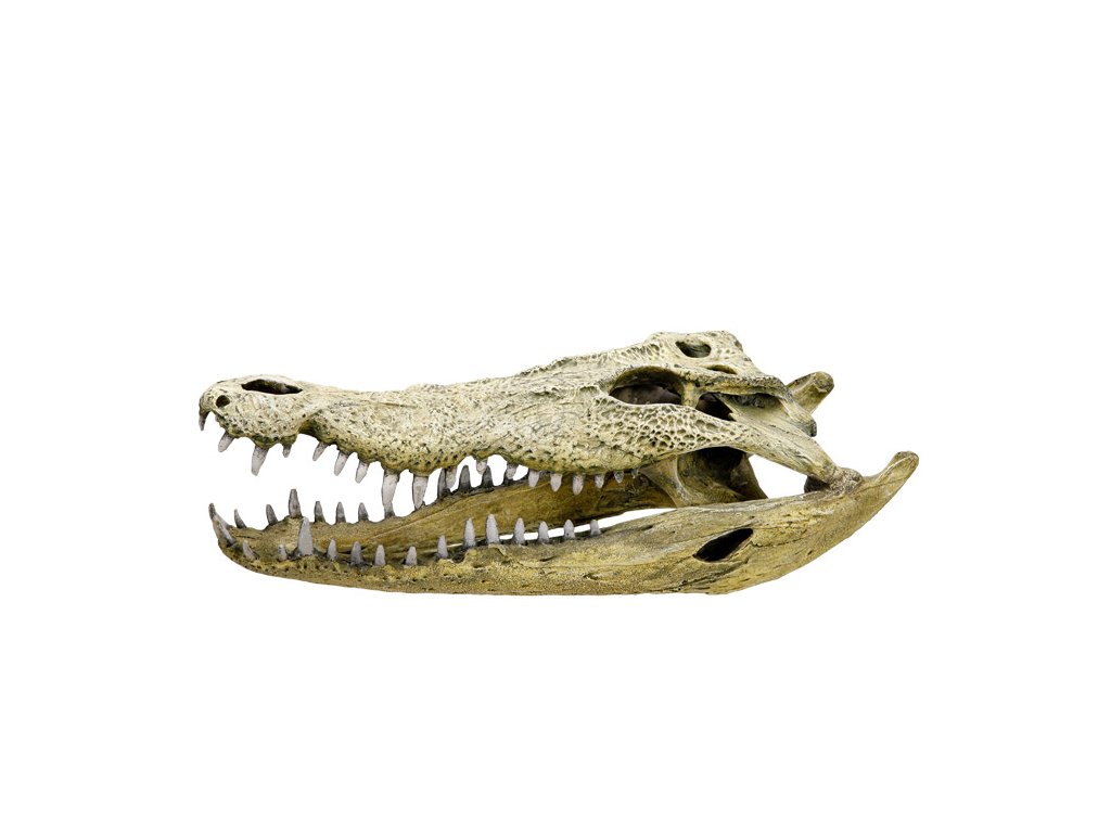 Nobby akvarijní dekorace kostra krokodýl 47,5 x 20,5 x 16 cm  + 3% SLEVA se Slevovým kupónem: bonus