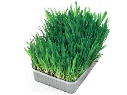 Trawa dla kota Nobby 100 g