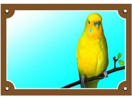 Colorful sign Beware of dog, Budgie yellow