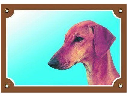 Buntes Schild Vorsicht Hund, Azawakh