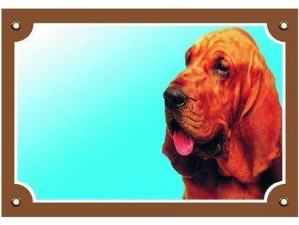 Color sign Beware of dog, Bloodhound