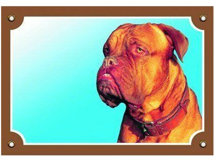 Colorful sign Beware of dog, Dogue de Bordeaux