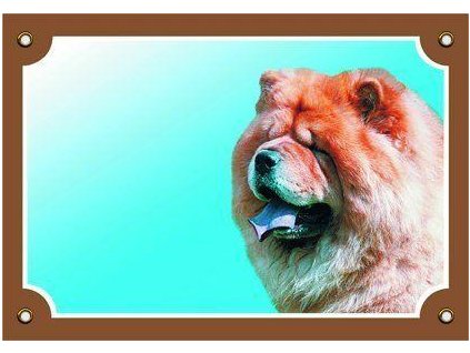 Colorful sign Beware dog, Chow chow