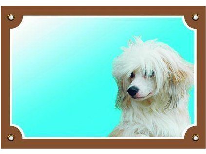 Colorful sign Beware of dog, Chinese Crested Dog