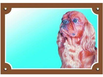 Colorful sign Attention dog, Cavalier King Charles