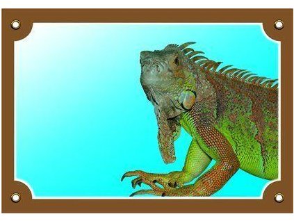 Kolorowy znak Uważaj na psa, iguanę