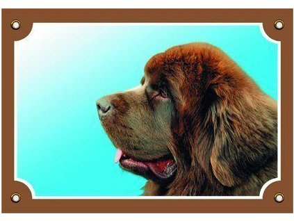 Color sign Beware dog, Newfoundland dog brown