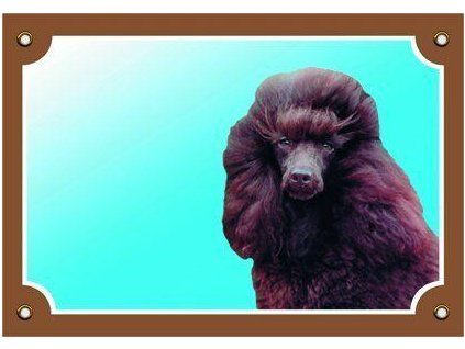 Color sign Beware of dog, Brown Poodle