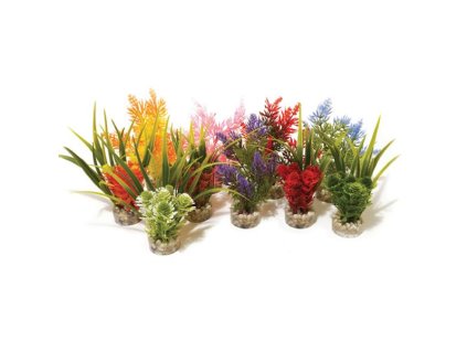 Nano Fiesta Palisanderpflanze 14cm