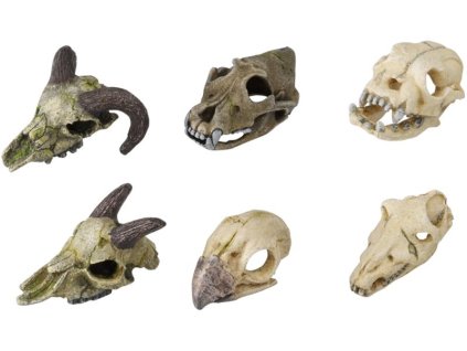 Aquarium decoration - animal skulls, mix of species 7-10cm Aqua Della