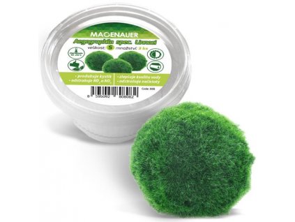 Live plant algae ball S 2-4cm