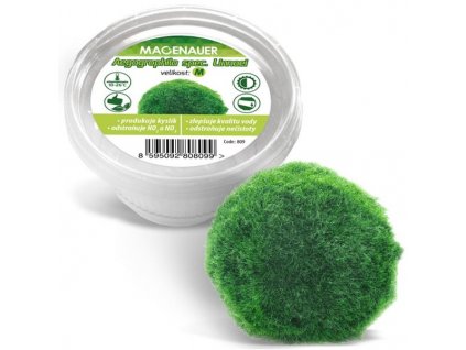 Live plant algae ball M 4-5cm