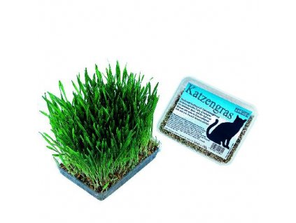 Nobby cat grass in plastic 100g