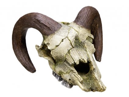 Decor acvariu Nobby craniu de berbec 17,5 x 16 x 9,5 cm  + 3% SLEVA se Slevovým kupónem: bonus