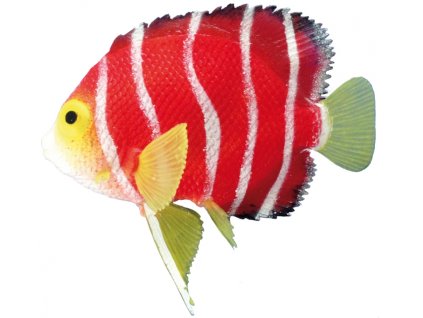 Nobby Fantasy Decor schwimmende Kaiserfisch-Dekoration 11 x 9 cm  + 3% SLEVA se Slevovým kupónem: bonus