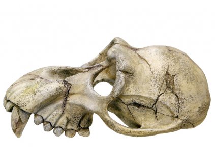 Decor acvariu Nobby craniu de maimuță 22,5 x 14,5 x 11 cm  + 3% SLEVA se Slevovým kupónem: bonus