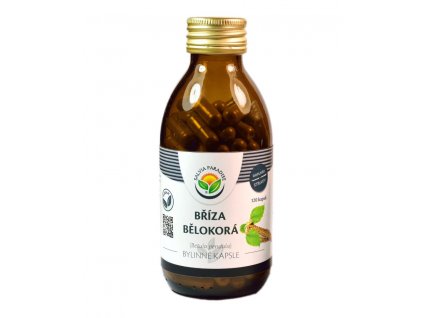 Breza bielokorá kapsule