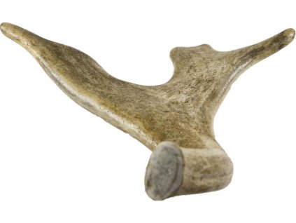 Coarn de cerb gigant 180-230g