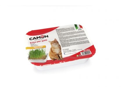 CAT GRASS - BARLEY