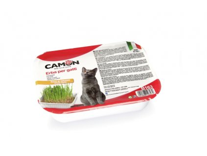 CAT GRASS - WHEAT SEEDS