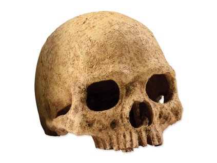 Exo Terra Human Skull Decoration