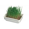 CAT GRASS - BARLEY