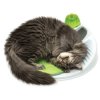 Catit Wellness Központ 2.0