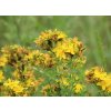 st johns wort g3e57241fa 640