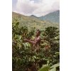 picking ripe coffee fruits from trees 2x3