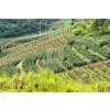 202209190934 cac dong ca phe tai viet nam 6