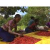ETHIOPIA YIRGACHEFFE