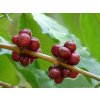 Coffea canephora 2 at Aanakkulam