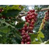 India Cherry AAA