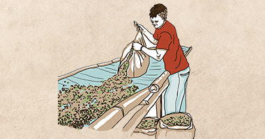 Washed, natural, honey: Hlavní metody zpracování kávy