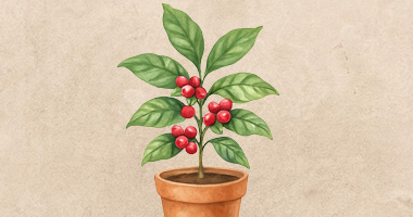 Jak si založit domácí mini kávovou plantáž? Tipy na pěstování kávovníku v květináči