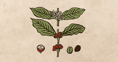 Je káva stejně komplexní jako víno?