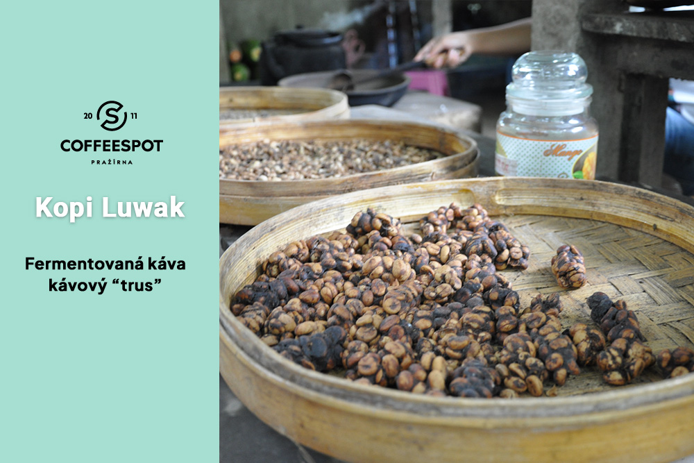 Kopi-Luwak3