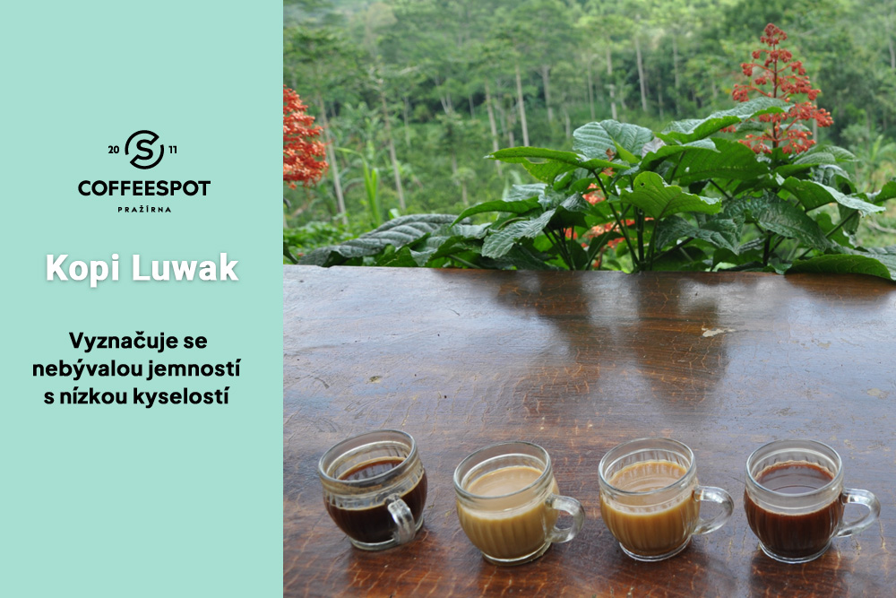 Kopi-Luwak4