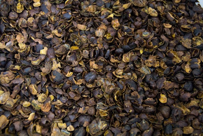 cascara