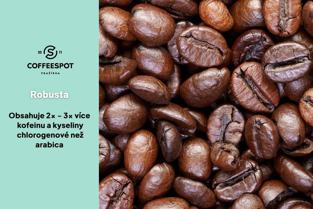 robusta