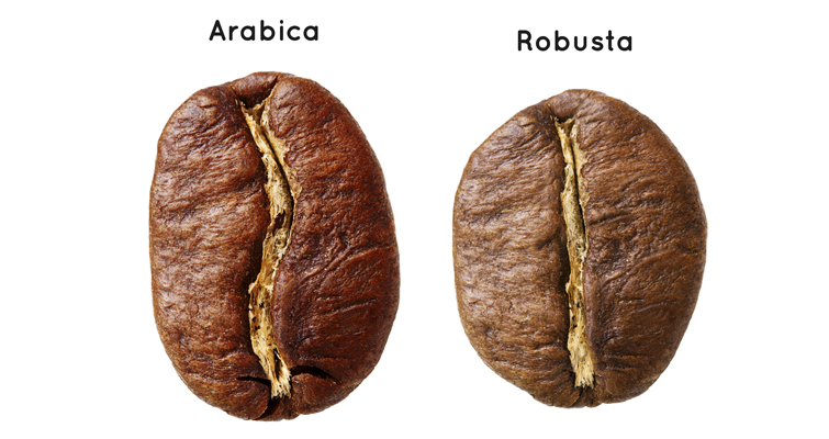 srovnani-robusta-arabica