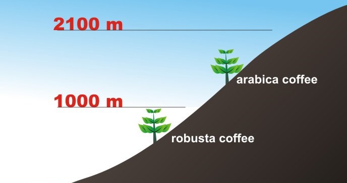 zrnkova-kava-100-arabica