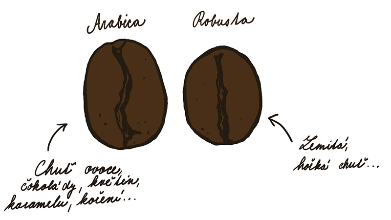 arabice-vs-robusta