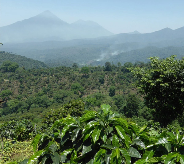 guatemala-kava