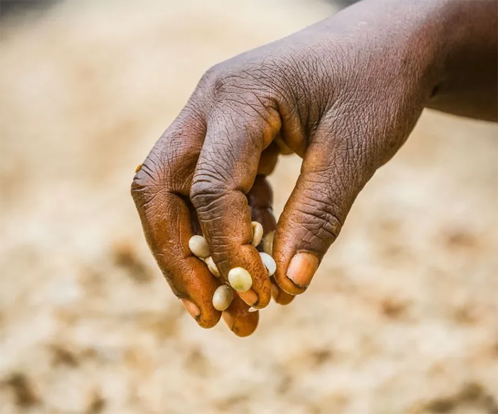 kava-tanzanie